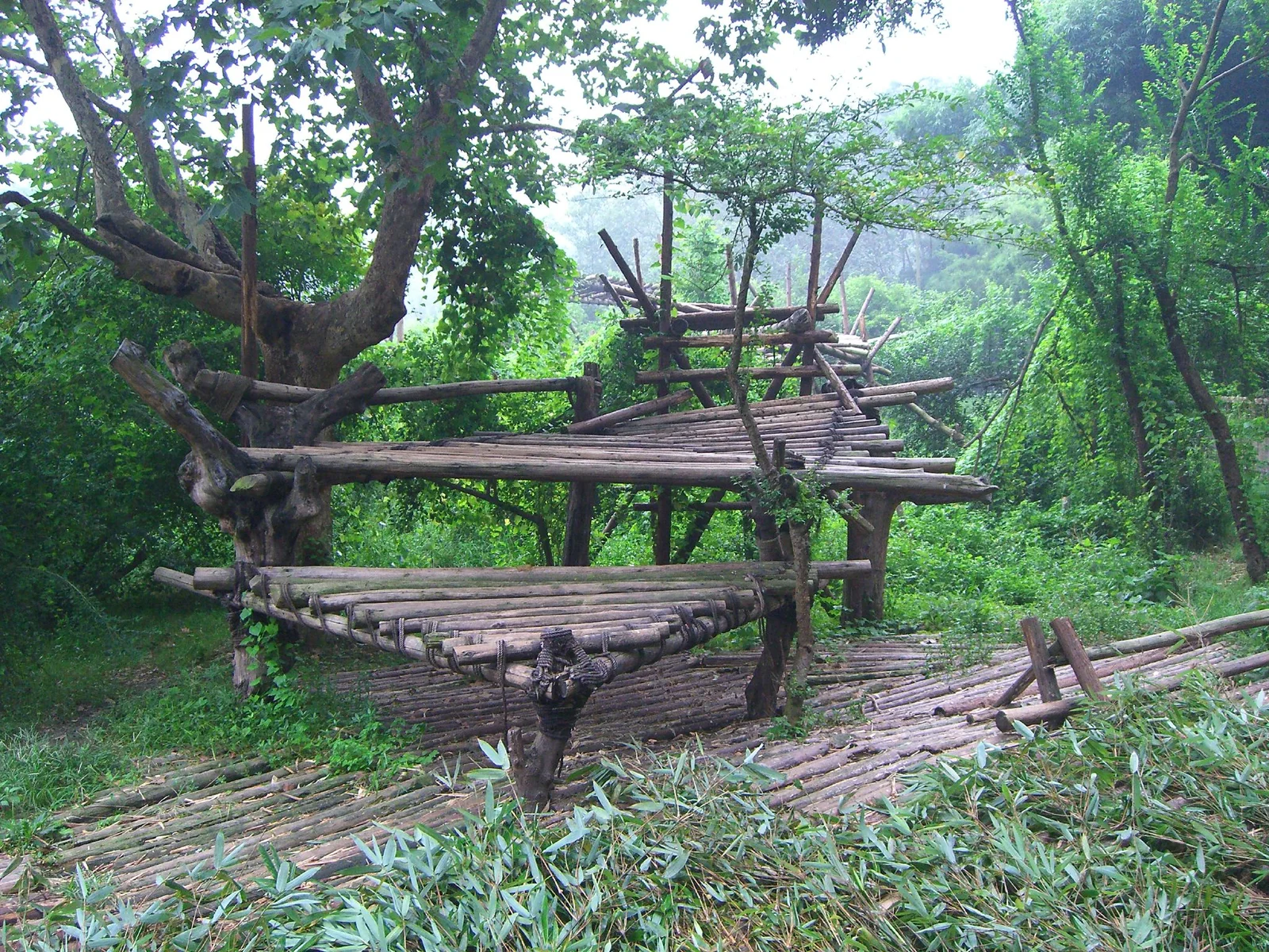 Các bệ gỗ trống giữa những tán cây tại Chengdu Panda Base