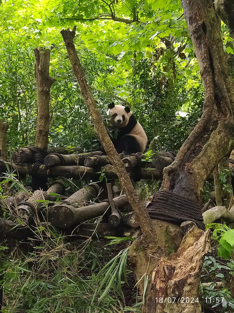 Gấu trúc trên cây tại Panda Valley gần Đô Giang Yển